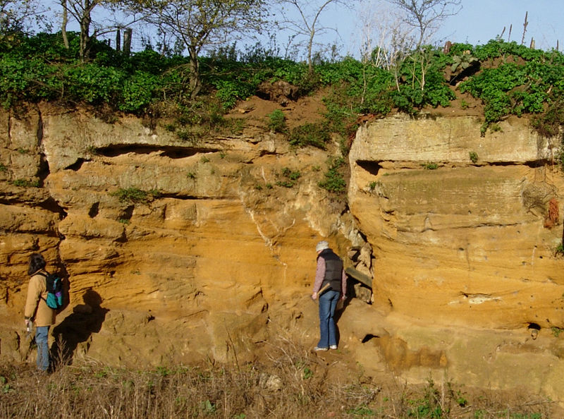 File:Coralline Crag Suffolk.jpg