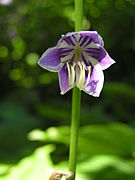 Hosta ventricosa