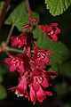 Ribes sanguineum