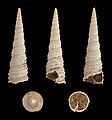 * Nomination Shell of a fossil Turritella vermicularis --Llez 05:36, 25 December 2012 (UTC) * Promotion Good quality. --Poco a poco 18:29, 25 December 2012 (UTC)