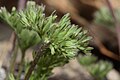 Anemone drummondii