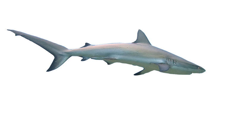 File:Carribbean Reef Shark.png