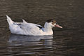 * Nomination White Duck. --Acarpentier 02:01, 20 October 2007 (UTC) * Promotion Good detail, I think this is a hybrid between a domestic duck and a native one. Calibas 03:49, 20 October 2007 (UTC) You are probably right, and he is always hanging out with a group of mallard duck. Acarpentier 04:12, 20 October 2007 (UTC)