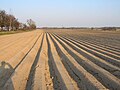 Fields, Bartoszowice