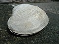 Different view of the same shell