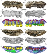 November 12: maxilla from Fruitadens