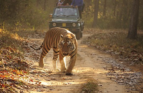 Royal Bengal Tiger at Kanha National Park