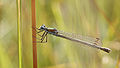 * Nomination Emerald Damselfly (Lestes sponsa). --kallerna 17:23, 2 August 2009 (UTC) * Promotion Correct. --ComputerHotline 07:43, 9 August 2009 (UTC)