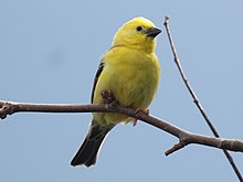 Sudan Golden Sparrow RWD4.jpg