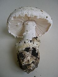 Amanita ovoidea