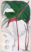 Anthurium trifidum