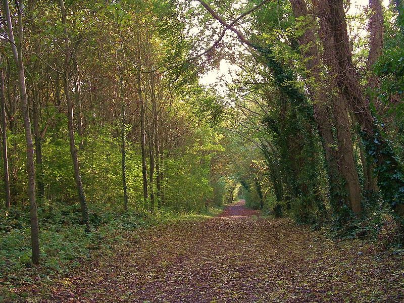 File:Bois du Caprice.jpg