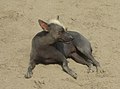 Hairless dog - Trujillo, Peru