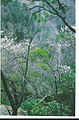 A Really old one, taken in the '90's with an actual film camera, in the Daniel Boone National Forest in Kentucky. I was trying to emphasize how high up I was, and ended up taking what I think is a very composed photograph.