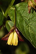   Lonicera involucrata