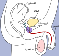 العربية