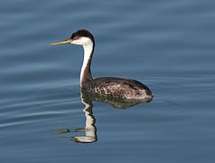 Western Grebe swimming.jpg