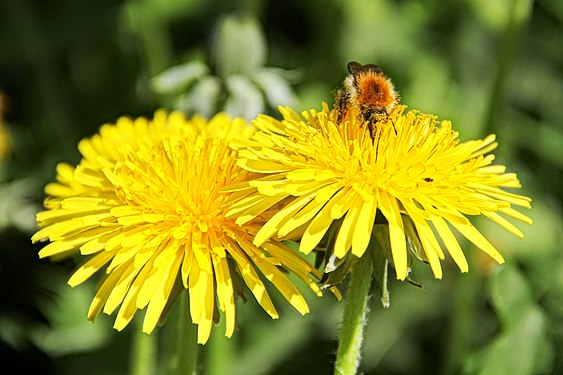 Wild bee on dandelion