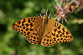 * Nomination Argynnis paphia --Korall 07:44, 21 August 2009 (UTC) * Promotion Overall good. Nice colours --George Chernilevsky 08:41, 21 August 2009 (UTC)