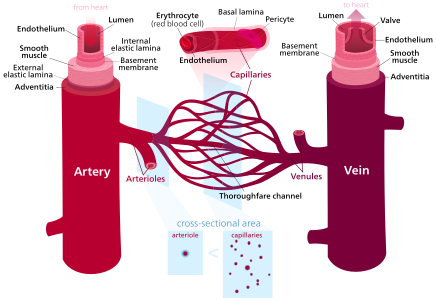 Diagram of blood vessels—arteries, capillaries, and veins.