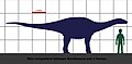 Size of Bonitasaura and a human