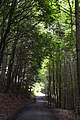 Forest Approach Road View B