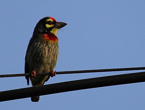 Coppersmith Barbet at Pune City