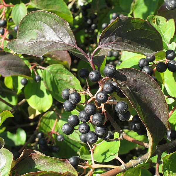 File:Cornus sanguinea 4 RF.jpg