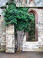 Efeu an der Ruine des Tempelherrenhauses in Weimar