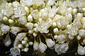 Eriogonum umbellatum