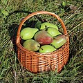 * Nomination Pears in a basket -- George Chernilevsky 04:25, 9 September 2022 (UTC) * Promotion  Support Good quality. --XRay 04:26, 9 September 2022 (UTC)