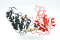 Yeast phosphoglycerate kinase