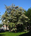 tree in Bielsko-Biała