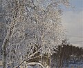 * Nomination: Tree covered in ice and snow in Torkilstöten, in Bergs municipality, Härjedalen (Sweden). --ArildV 17:14, 27 December 2011 (UTC) * * Review needed