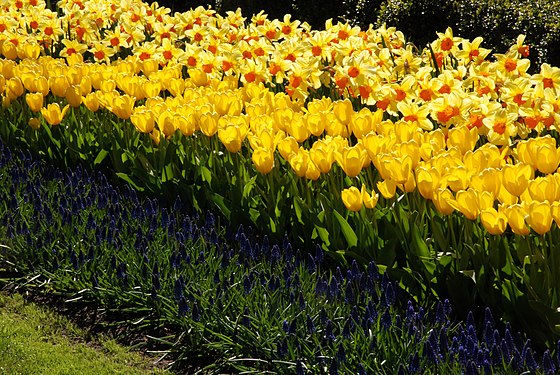 Olanda, fioritura dei tulipani