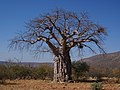 * Nomination Baobab (Adansonia digitata) in Kunene, Namibia. Lycaon 00:13, 10 December 2007 (UTC) * Promotion Nice and detailed picture but the tree is upside down :) --LucaG 20:09, 10 December 2007 (UTC)