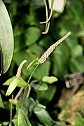 Anthurium berriozabalense