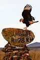 * Nomination: Caracara plancus at the Serra da Canastra National Park, Brazil --Leonardorejorge 21:36, 28 November 2012 (UTC) * * Review needed