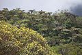 Forest of Bébour (cat.) (Réunion)