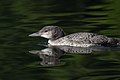 * Nomination Common Loon, immature --Cephas 11:32, 22 August 2009 (UTC) * Promotion Not ideal crop, but very sharp. QI for me -George Chernilevsky 15:10, 22 August 2009 (UTC)