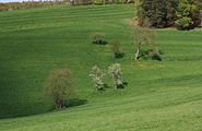 Landschaft Wehlgraben, Streuobstbäume