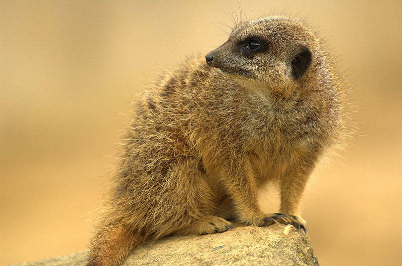 File:Meerkat II (129030411).jpg