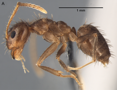 October 19: Nylanderia pubens, the crazy Rasberry ant