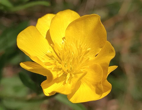 Ranunculus bulbosus - Ranunculaceae