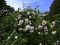 New Dawn, Somerset Rose Nursery 1930