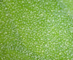 Translucent salt glands on leaf