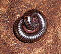 * Nomination Giant African millipede. Archispirostreptus gigas --George Chernilevsky 08:31, 20 August 2009 (UTC) * Promotion  Support Nice. Yann 09:39, 20 August 2009 (UTC)