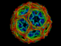 Clathrin, a protein playing a major role in the formation of coated vesicles (shown here: D6 COAT)