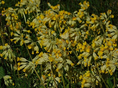 Primula Veris