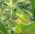 Flor del tomate / Tomato flower / Fleurs de tomate